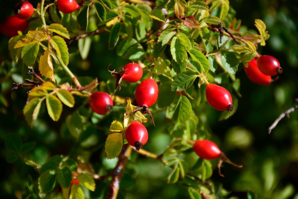 SANTA FE, NM - SEPTEMBER 25, 2016: Ripe rose hips grow on a rose bush in Santa Fe, New Mexico. Rose hips are accessory fruit of the rose plant and are commonly used for herbal teas, jams, jelly, beverages and wine. Rose hips are particulary high in vitamin C. (Photo by Robert Alexander/Getty Images)