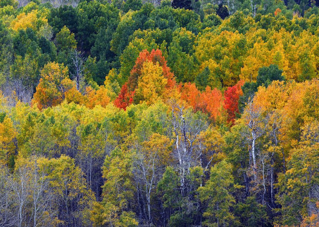 MAMMOTH LAKES, CALIFORNIA - OCTOBER 10 : Leaves begin to change colors in the Eastern Sierra as Fall season nears, October 10, 2018 near Mammoth Lakes, California. (Photo by Bob Riha, Jr./Getty Images)