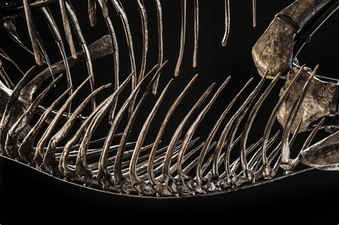 The First T. Rex Fossil to be Auctioned in Asia Coming to Hong Kong