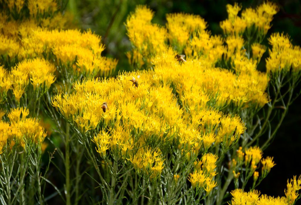 SANTA FE, NM - SEPTEMBER 25, 2016: A Chamisa plant blooms at the Santa Fe Botanical Garden in Santa Fe, New Mexico. Chamisa (Chrysothamnus) is a shrub in the sunflower family with a native distribution in the arid western United States and northern Mexico. Some Native American textile weavers use the blossoms of the plant to make yellow dye. (Photo by Robert Alexander/Getty Images)