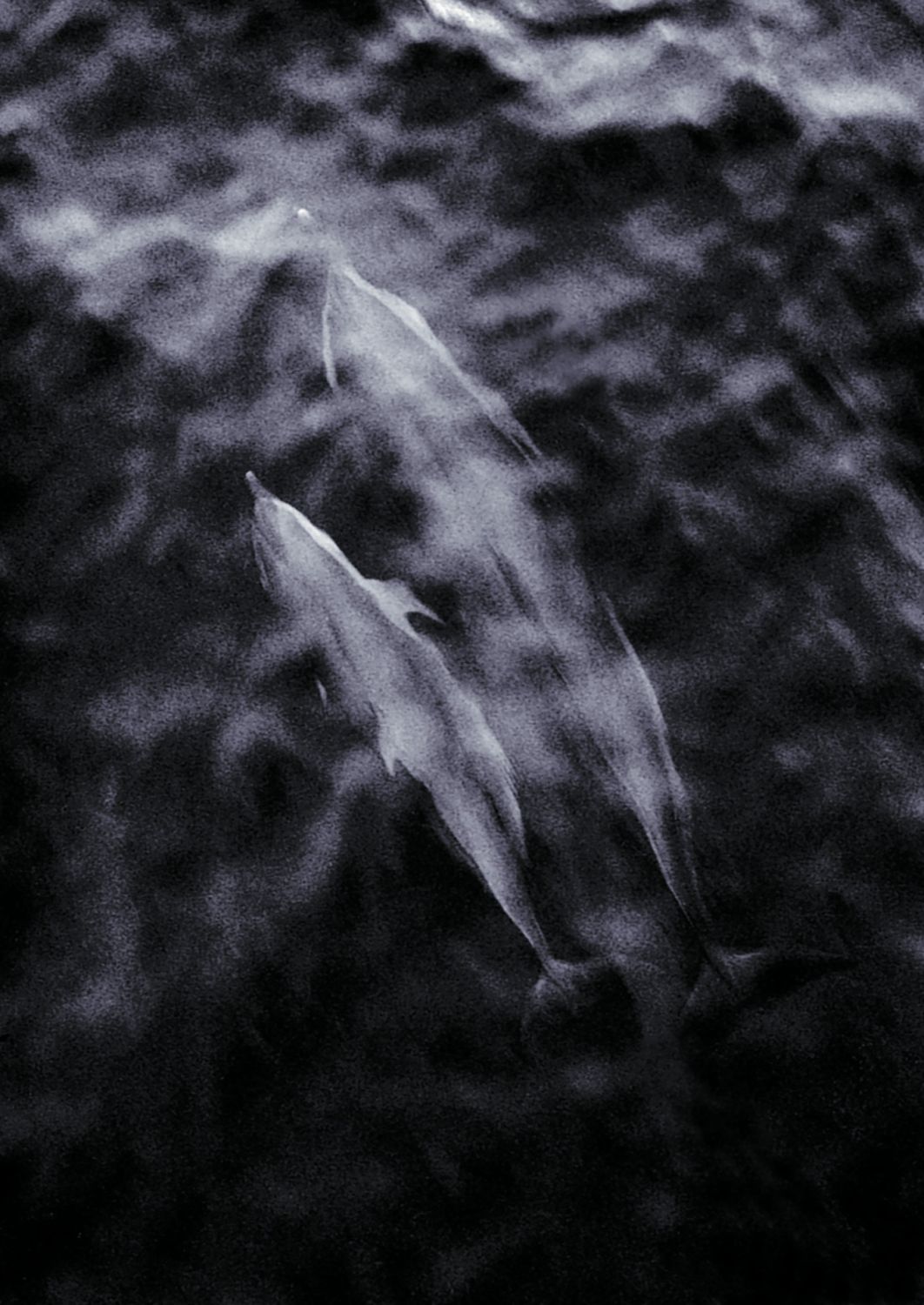 A mother and baby dolphin highlighted in Philippinas Incognitas
