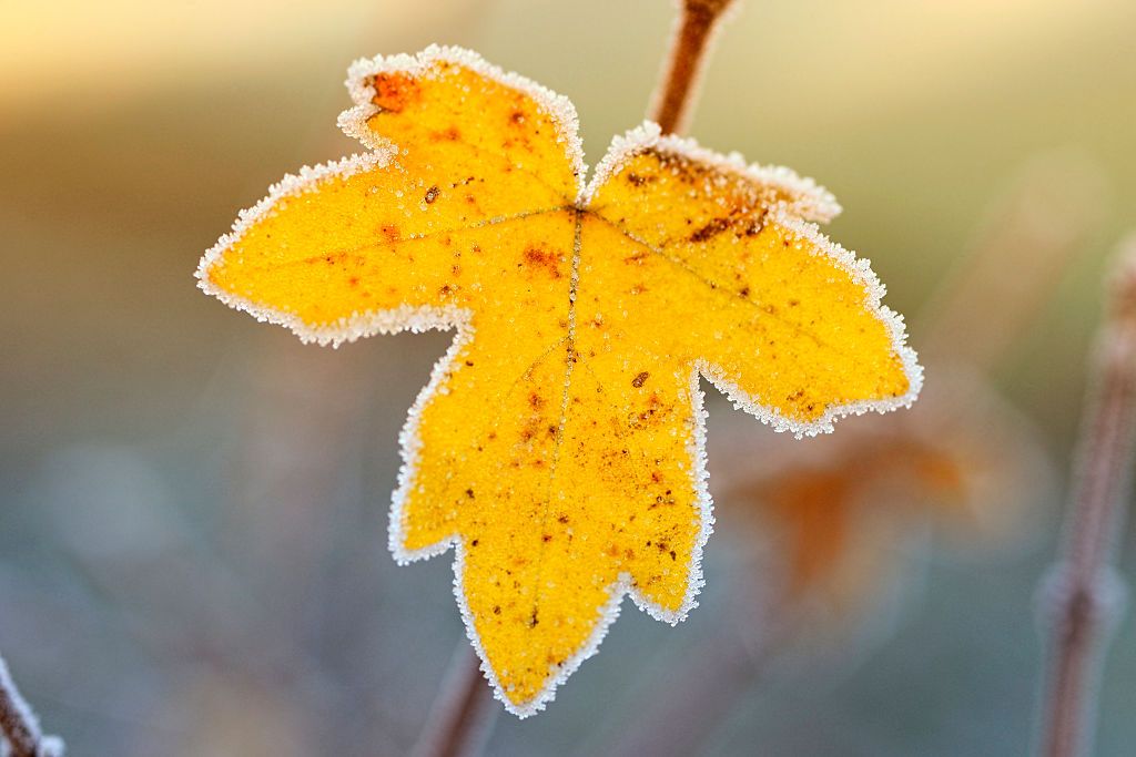 (GERMANY OUT) Herbstliches Blatt mit Raureif, Frost (Photo by McPODE/McPhoto/ullstein bild via Getty Images)