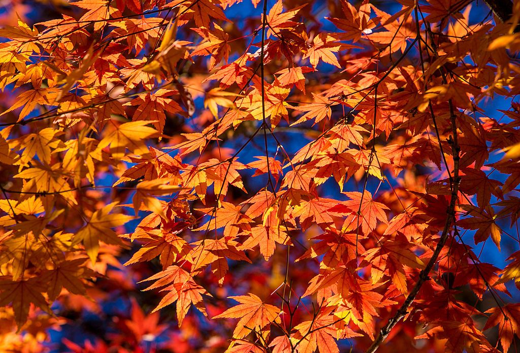 HEALDSBURG, CA - DECEMBER 5: Japanese maple leaves at the entrance to Dry Creek Vineyards winery turn a vivid red color on December 5, 2013, near Healdsburg, California. With 2013 the driest year in recorded history. Governor Jerry "Edmund" Brown has declared a water "State of Emergency" for all of California. (Photo by George Rose/Getty Images)