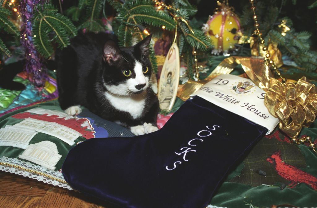 Socks the Cat, the First Pet of President Bill Clinton and First Wife Hillary Rodham Clinton, with black fur, white face, and amber eyes, rests on the skirt at the base of the Christmas tree decorated for the holidays at the White House, guarding his navy velvet holiday stocking monogrammed with his name, "Socks, " Washington, District of Columbia, December 21, 1993. Courtesy National Archives. (Photo via Smith Collection/Gado/Getty Images).