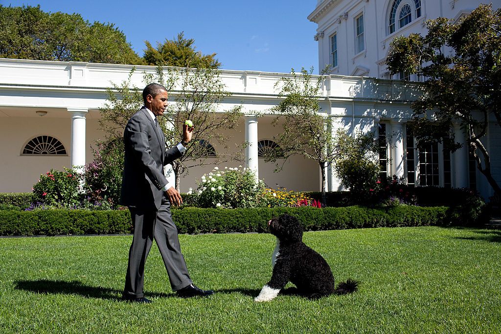 WASHINGTON - SEPTEMBER 09: In this handout image provided by the White House, U.S. President Barack Obama throws a ball for Bo, the family dog, in the Rose Garden of the White House September 9, 2010 in Washington, DC. (Photo by Pete Souza/The White House via Getty Images)