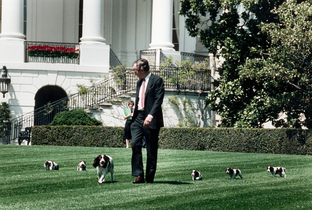 President George Bush walks across the White House lawn with his springer spaniel, Millie and her puppies. April 20, 1989. (Photo by © CORBIS/Corbis via Getty Images)