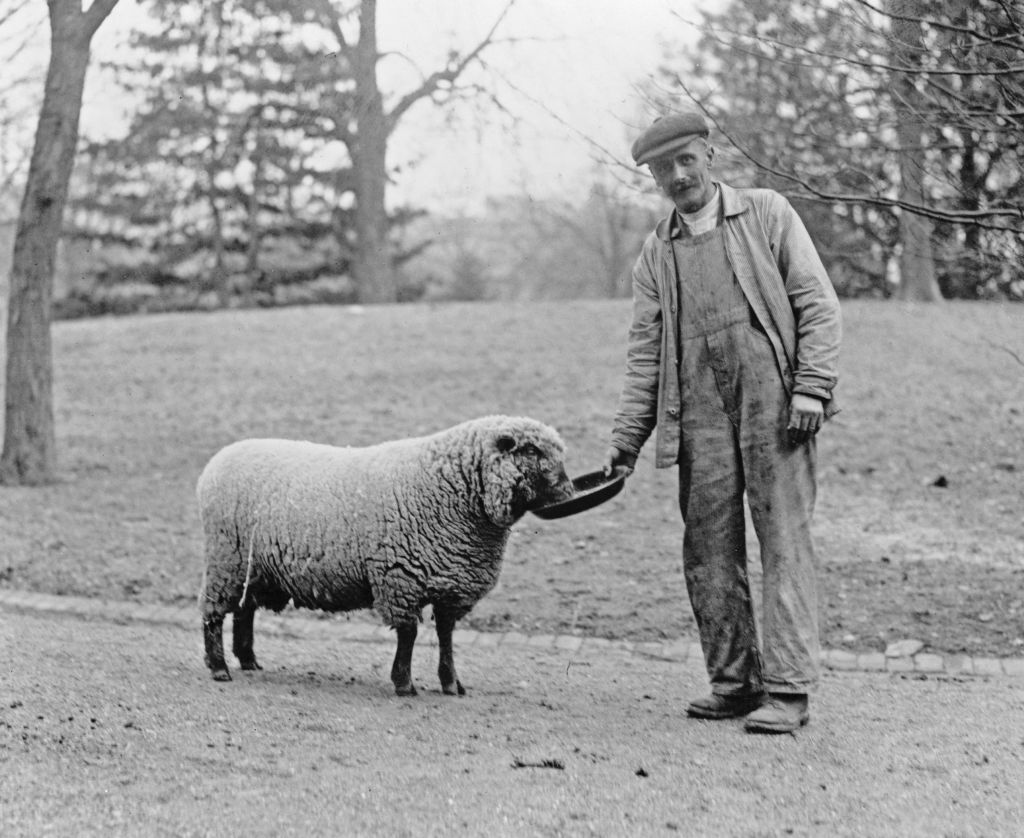 Man with a White House sheep ca. 1909. (Photo by: HUM Images/Universal Images Group via Getty Images)