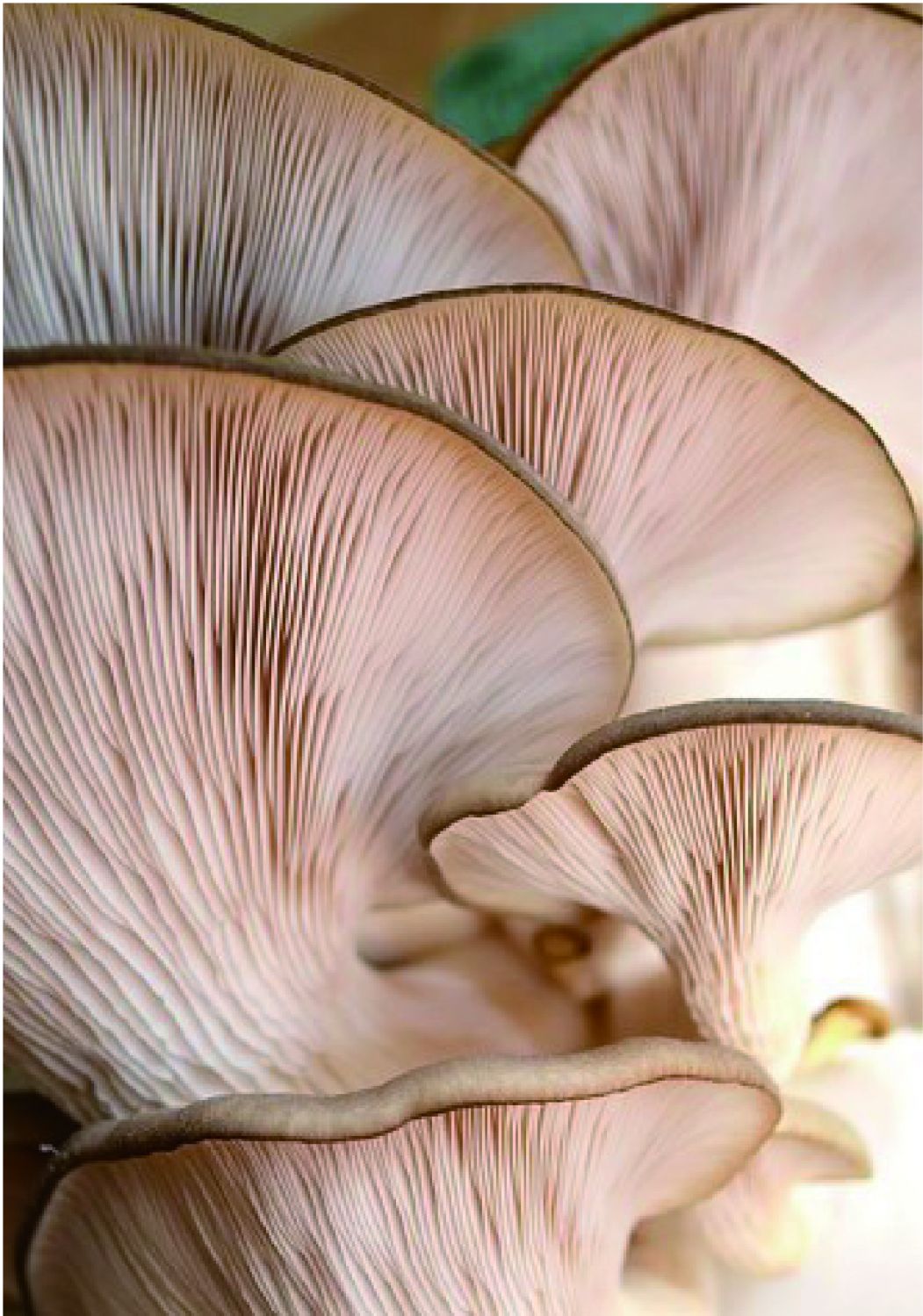 香菇菌褶