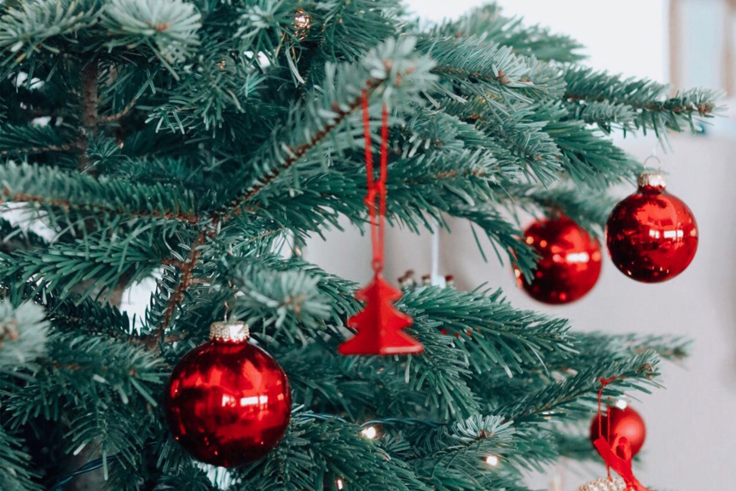 5 Places to Buy Fresh Christmas Trees in Singapore Tatler Asia