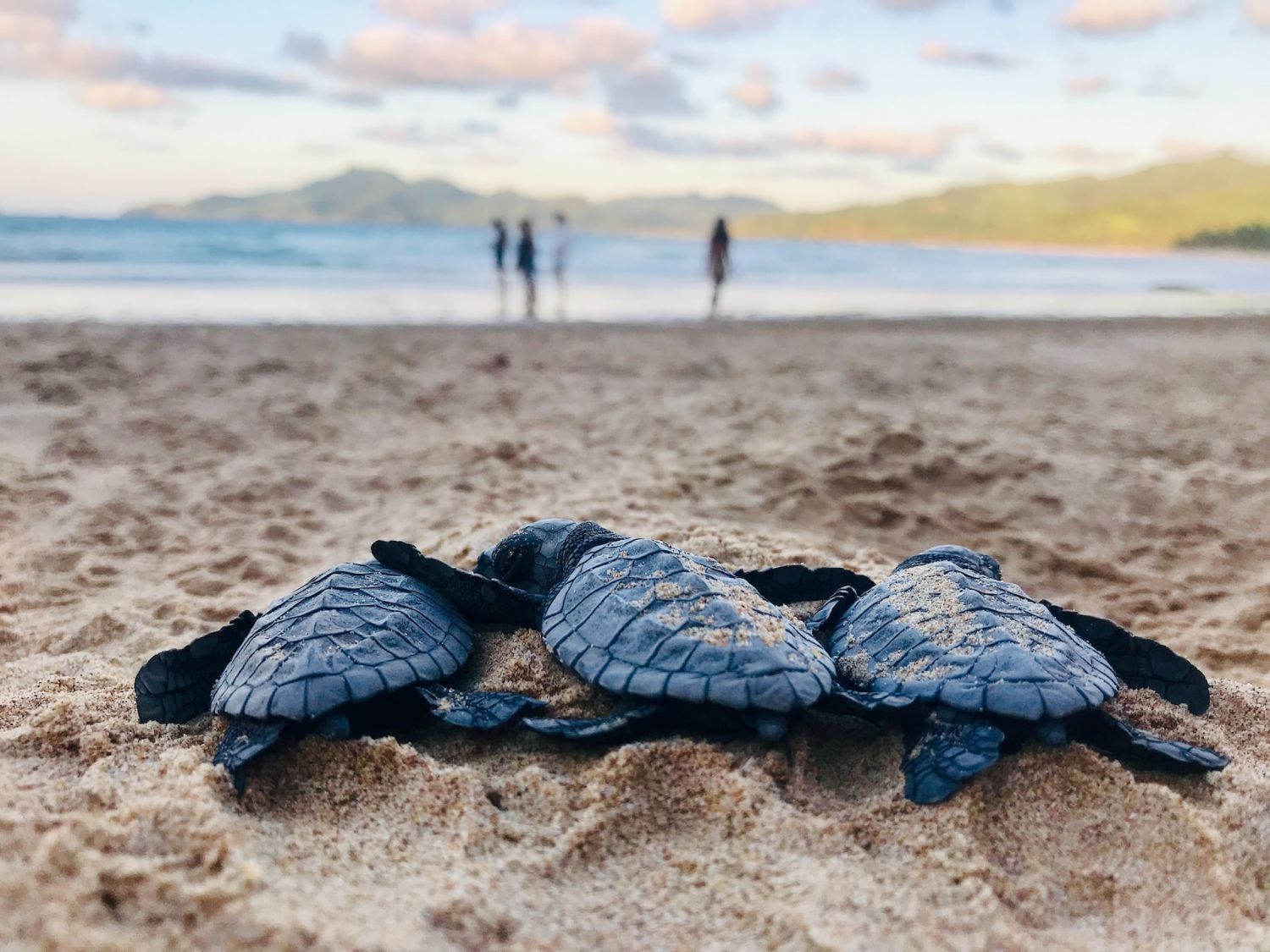 Photo by David Reynolds (Unsplash)