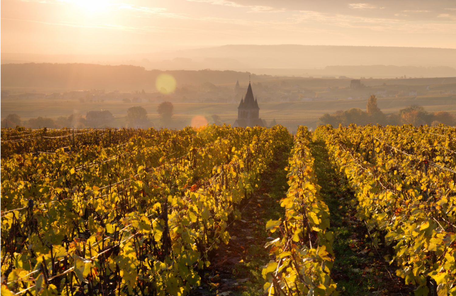 The Champagne region produces wines to match every palate