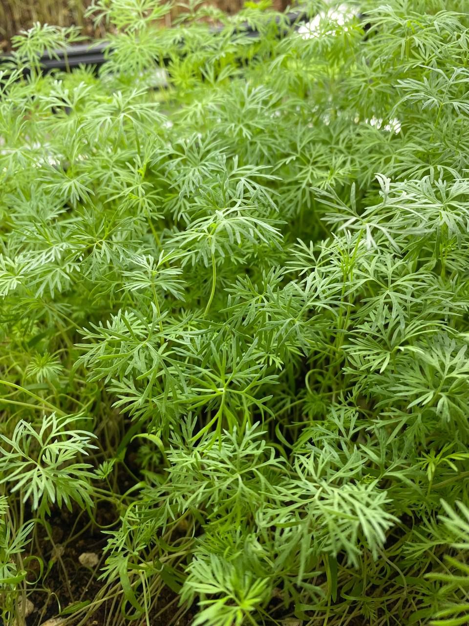 Carrot sprouts at. Babylon Vertical Farms (Photo: Babylon Vertical Farms)