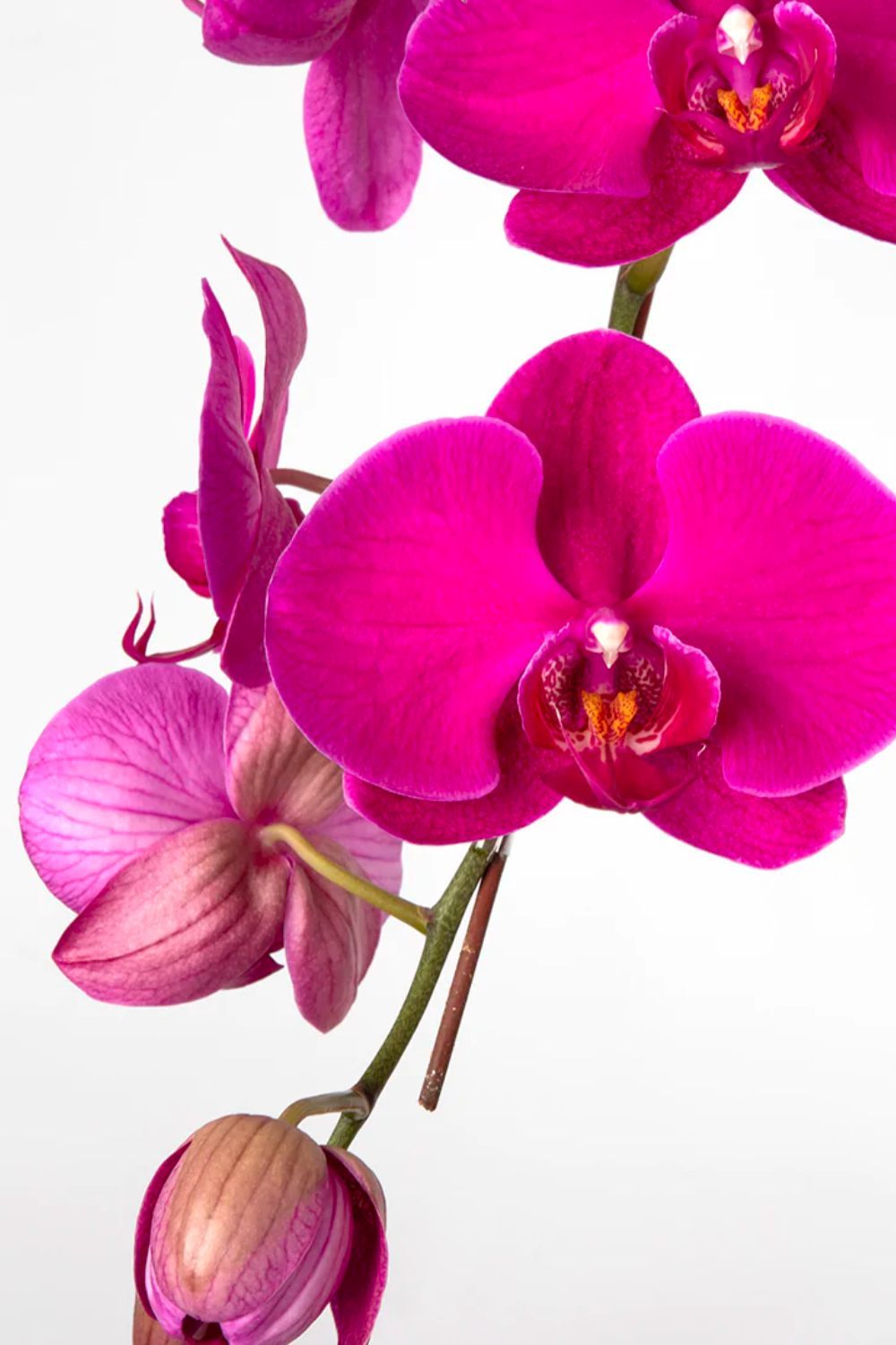 Photo: BloomThis