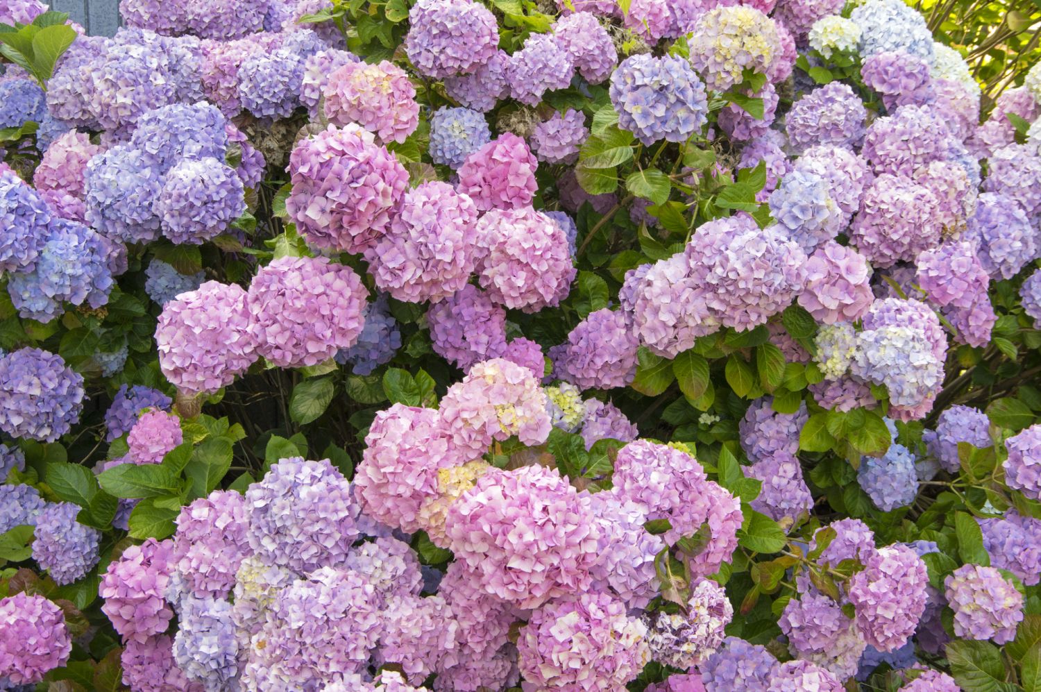 Colorful hydrangeas in a public garden in Zumaya, Spain.