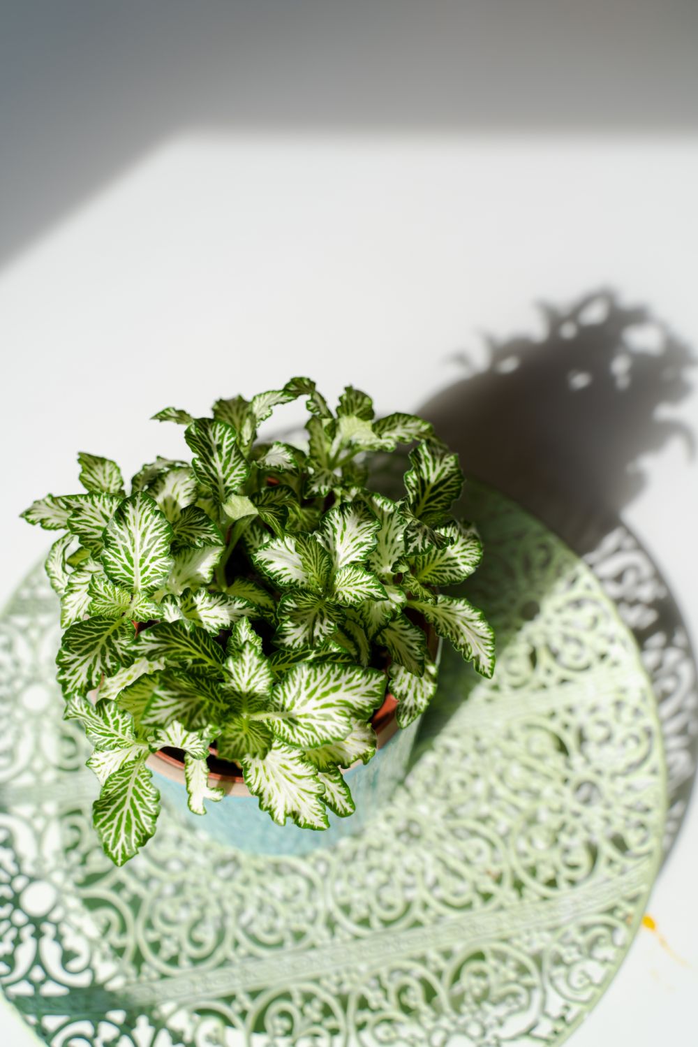 Flower pot with a fittonia on a mint green plate casting shadows on the table in the morning light