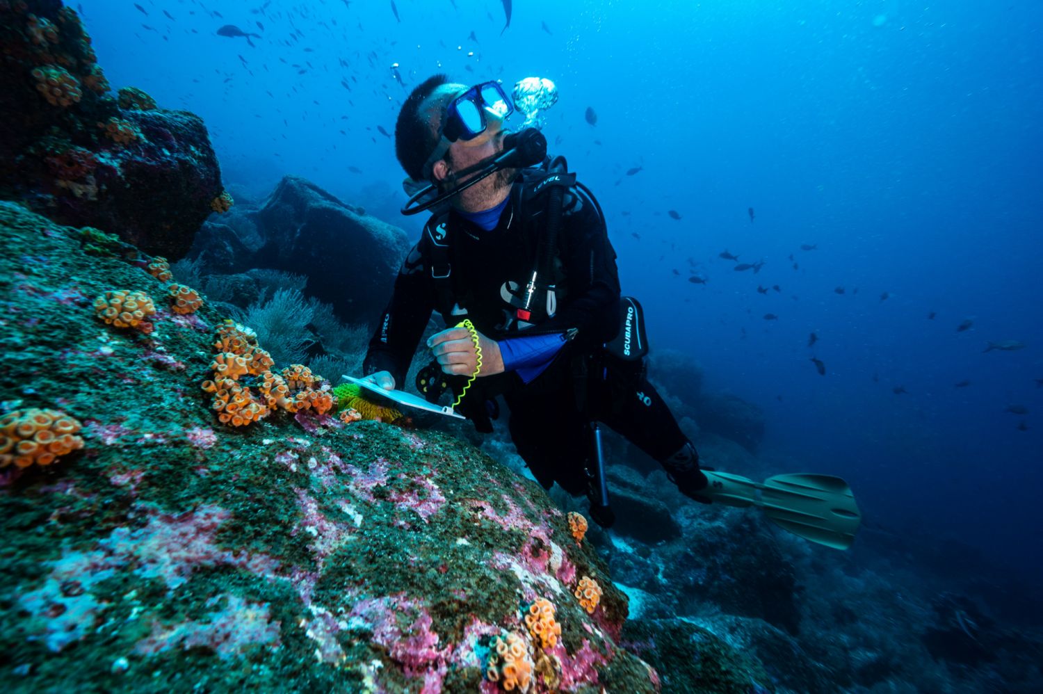 Alex Hearn, Mission Blue co-Champion forthe GalÃ¡pagos Islands Hope Spot andProfessor of Marine Biology at UniversidadSan Francisco de Quito, records sharksightings during a dive in the waters of theGalÃ¡pagos Islands.