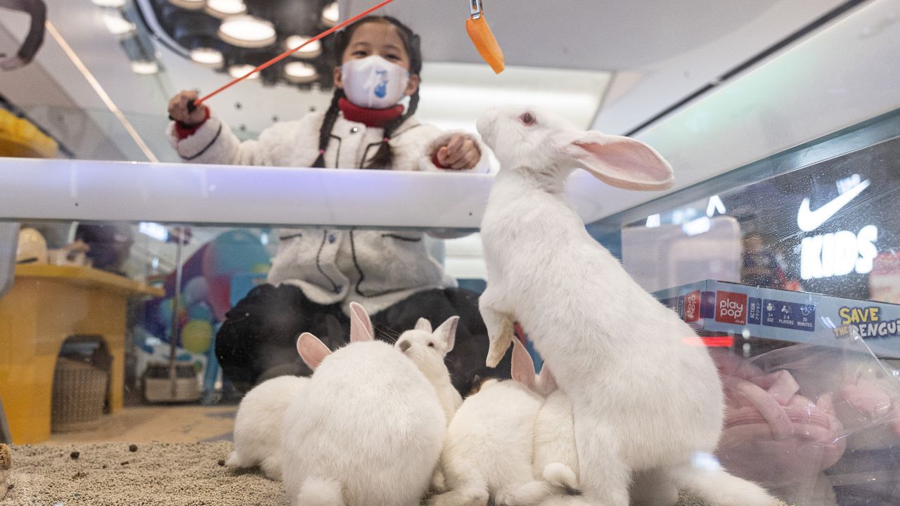 WUHAN, CHINA - JANUARY 23: (CHINA OUT) A girl feeds rabbits at a small zoo during the second day of Spring Festival in shop mall on January 23, 2023 in Wuhan, Hubei Province, China. China is marking the Spring Festival which begins with the Lunar New Year on January 22, ushering in the Year of the Rabbit. (Photo by Getty Images)