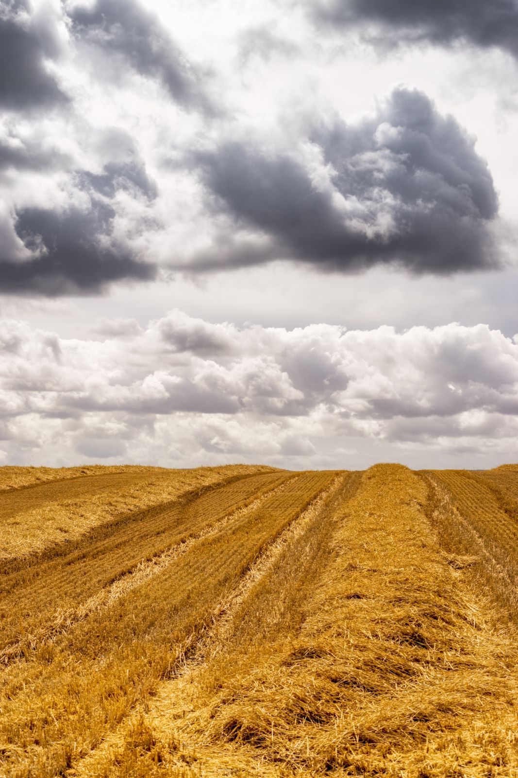 UK, Scotland, East Lothian, harvested field of Barley (Hordeum vulgare)