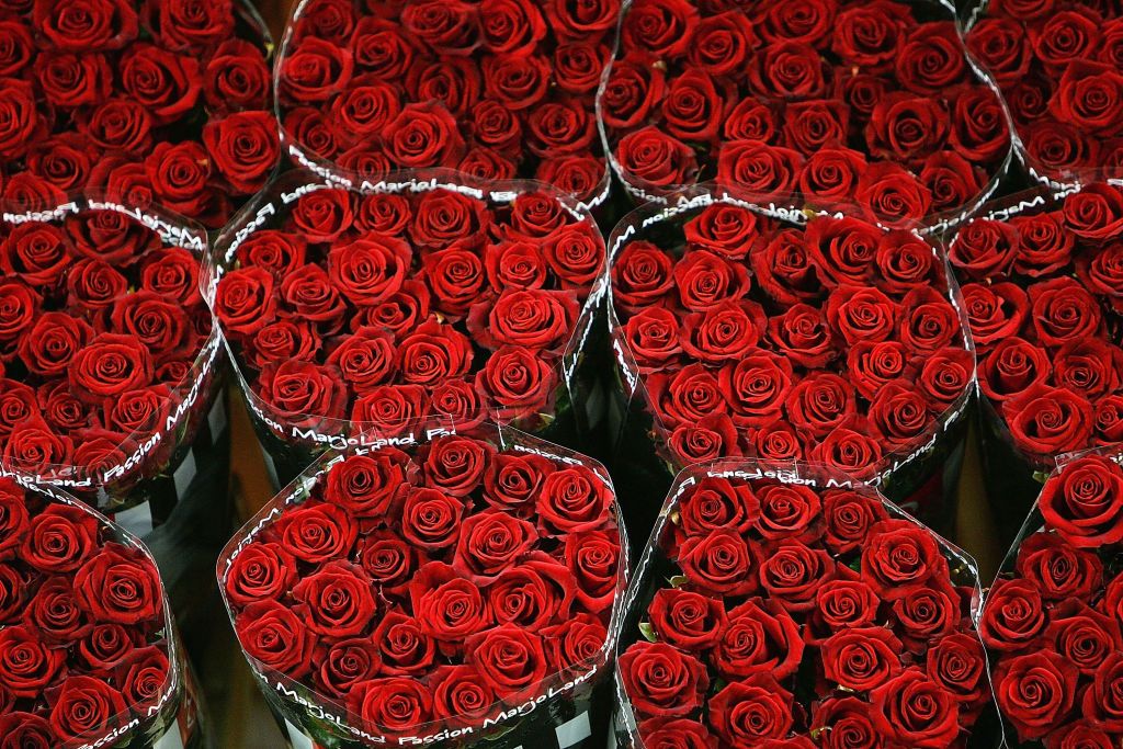 AMSTERDAM, NETHERLANDS - FEBRUARY 08: A buyer checks the quality roses waiting to be auctioned at Aalsmeer Flower auction in the run up to Valentines Day on February 8, 2007 in Aalsmeer, Netherlands. Inside the world's largest commercial building Aalsmeer Flower Auction is the biggest of it's kind in the world. In the run up to Valentines day top quality roses were selling for 3 Euros each with traders selling over 50 million roses and over 22 million cut flowers and plants every day. The most special orde