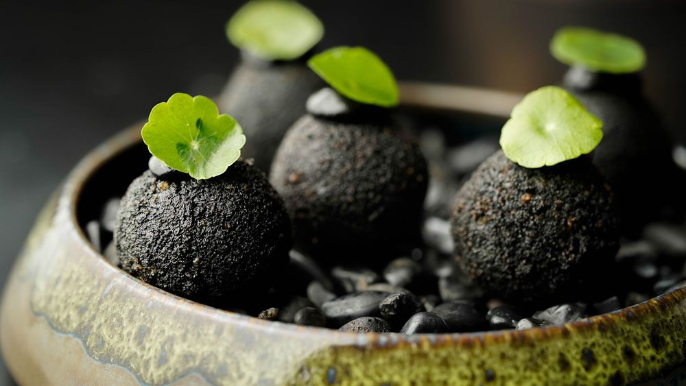 Blackbombs