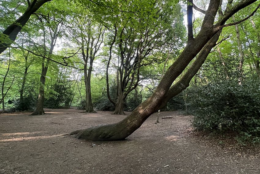 The F*ck tree site at Hampstead Heath for Trevor Yeung's upcoming exhibition with Gas works London (Photo: courtesy of the artist)