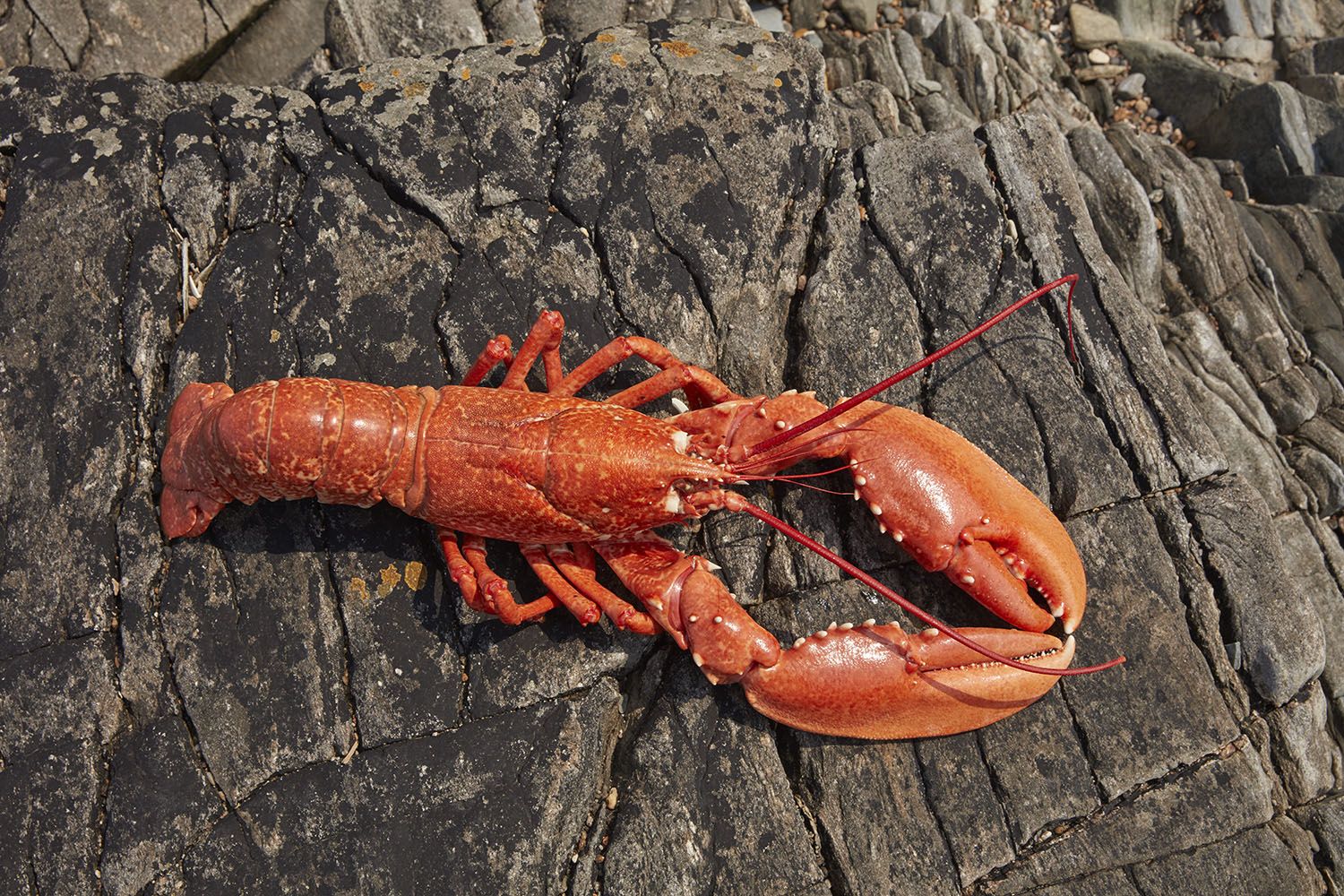 Cooked lobster