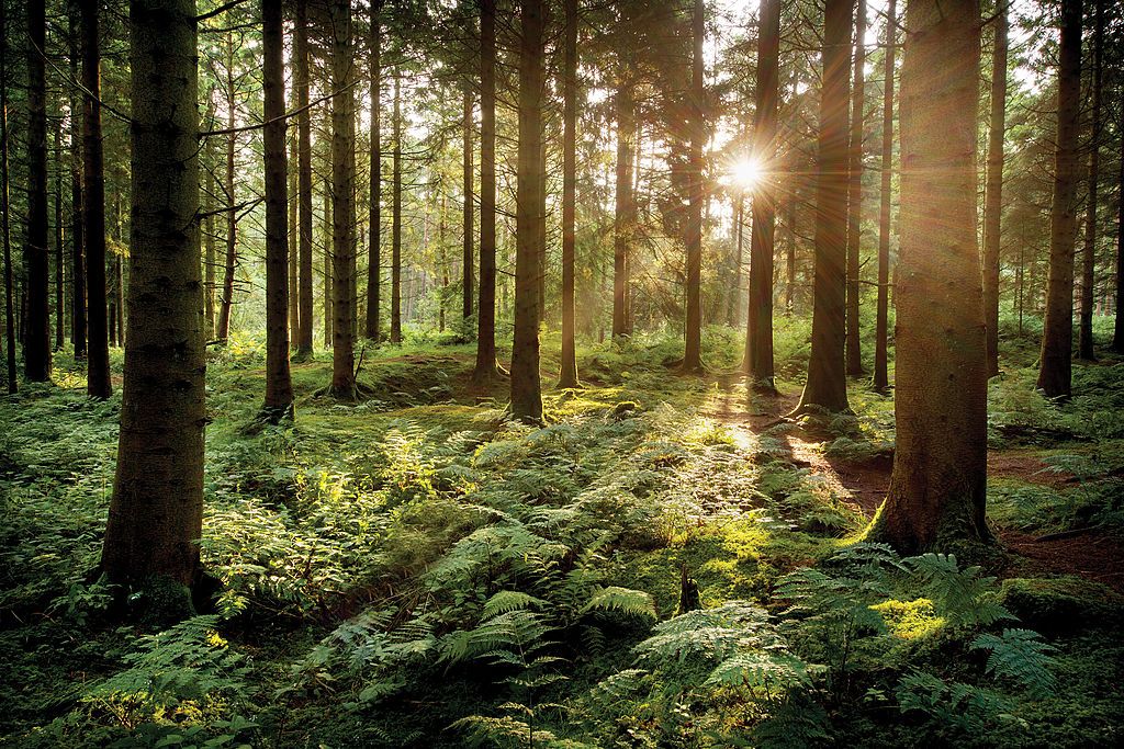 Sunlight shining through the conifer trees in Stockhill Forest near Wells, August 1, 2013. (Photo by Claire Gillo/PhotoPlus Magazine/Future via Getty Images)