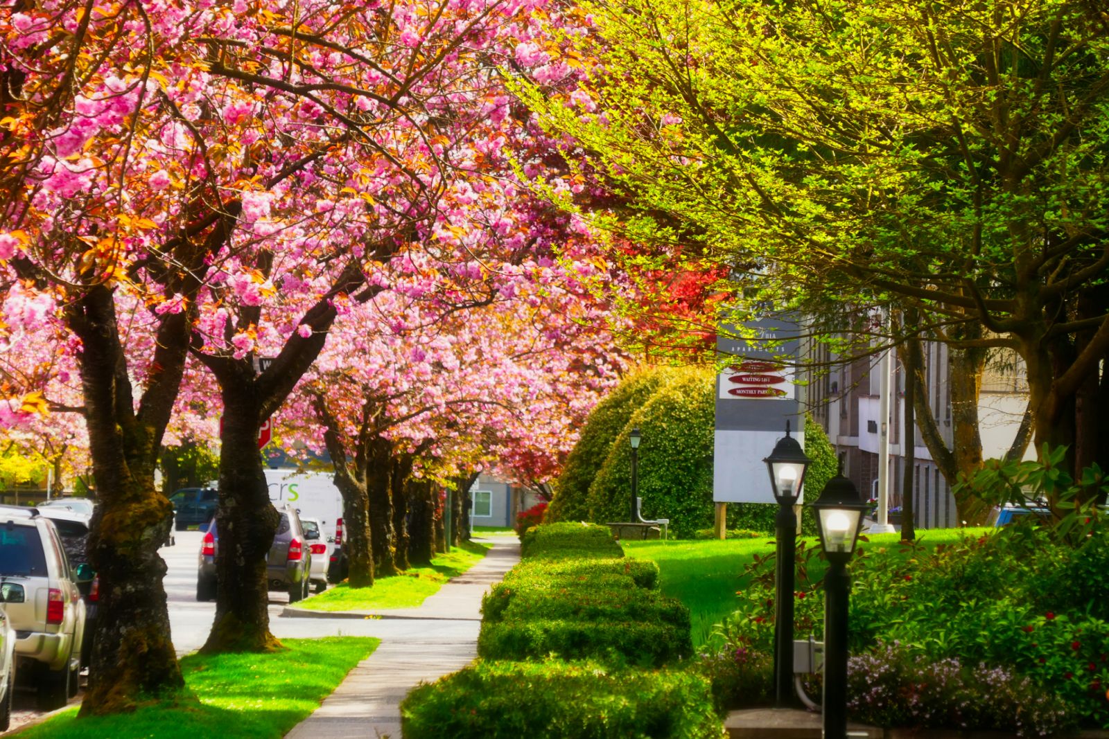 Cherry Blossom blooms and new leaves with refresh tender green on streets and sidewalks in Spring in Vancouver BC Canada.