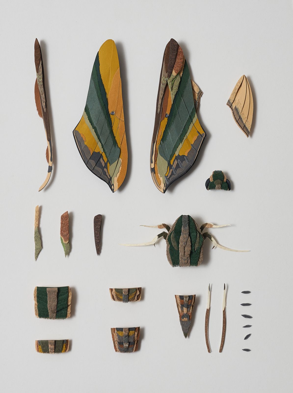 Nibha Sikander's "Deconstructed Little Yam Hawkmoth" (2021) (Photo/ Courtesy Tarq).jpg