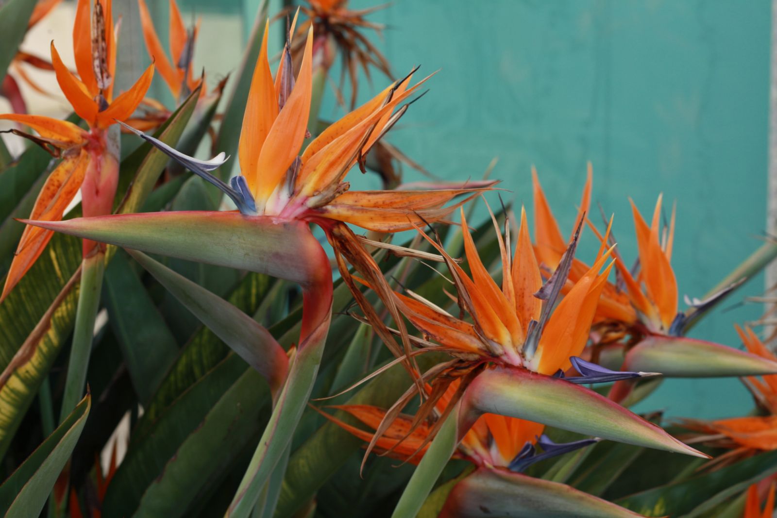 Bird of Paradise (Photo: Andre Simoes/ Unsplash)