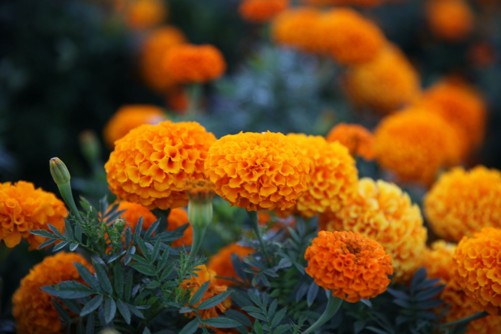 Marigolds (Photo: JK 2j8X/Unsplash)