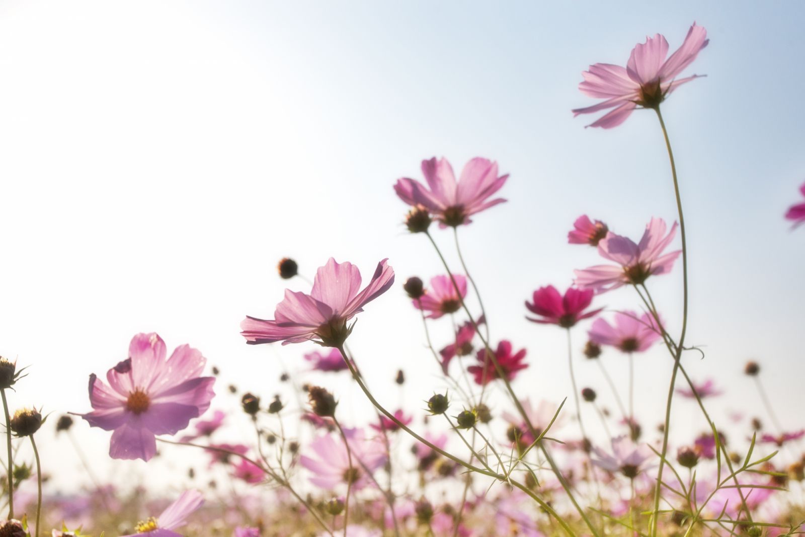 Cosmos (Photo: Pixabay/ Pexels)