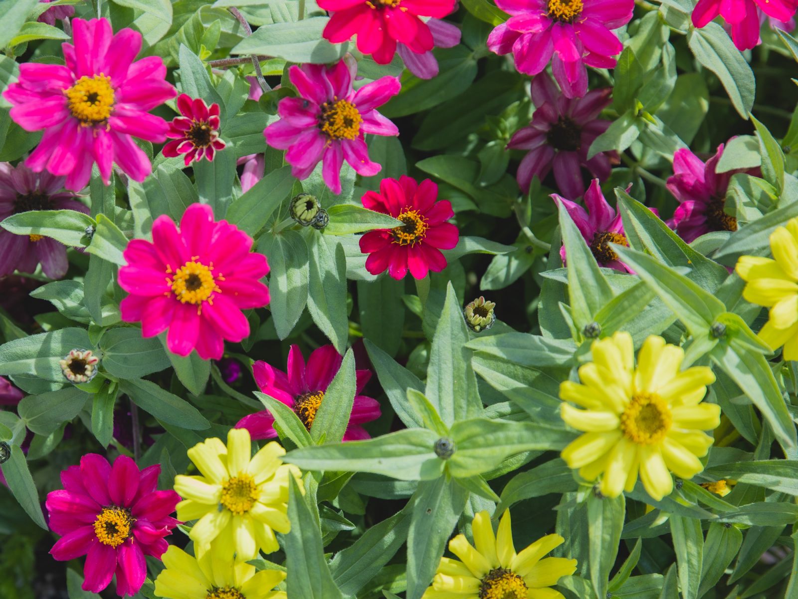 Zinnias (Photo: Ryutaro Tsukata/ Pexels)
