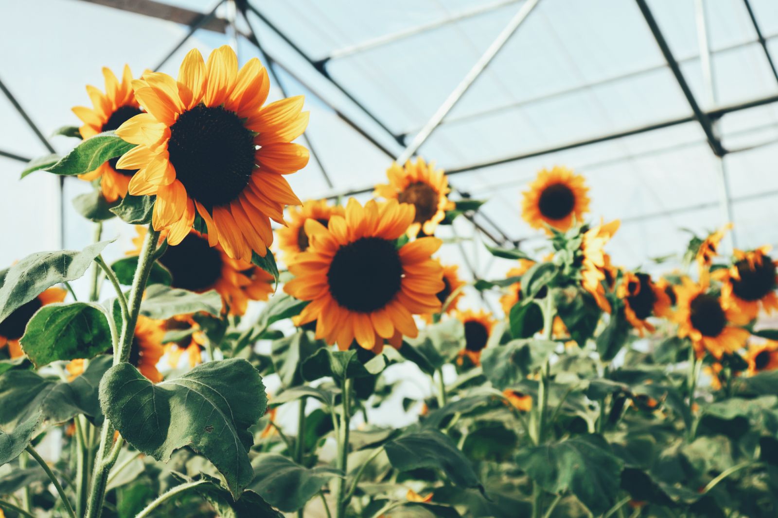 Sunflowers (Abigail Bellen /Pexels)