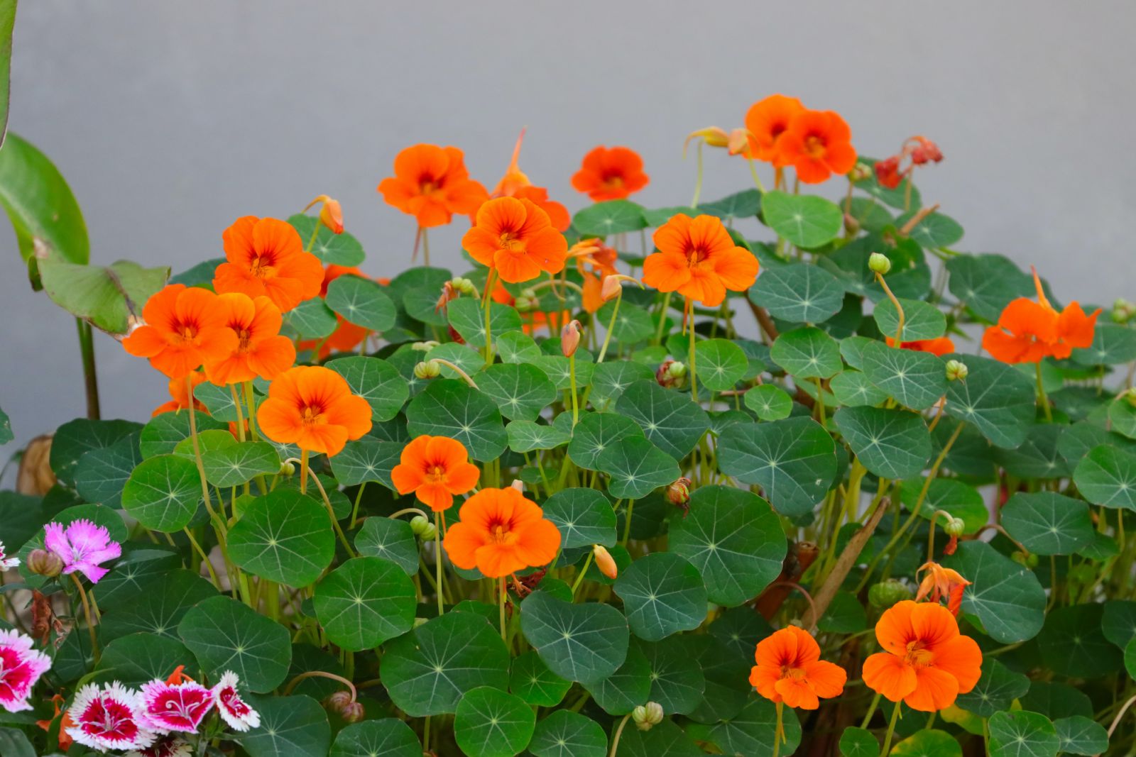 Nasturtiums (Photo: Anthony Rae/Unsplash)