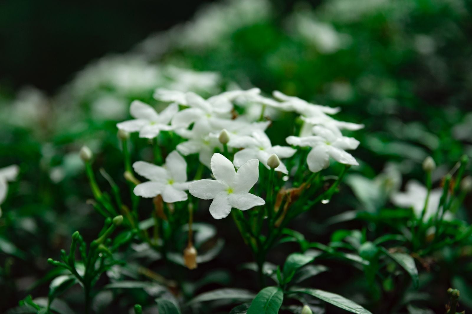 Jasmine (Photo: Avin CP/ Unsplash)