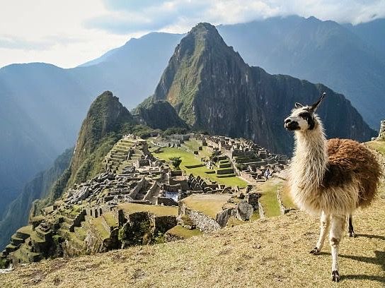 Llama in front of ancient inca town of Machu Picchu