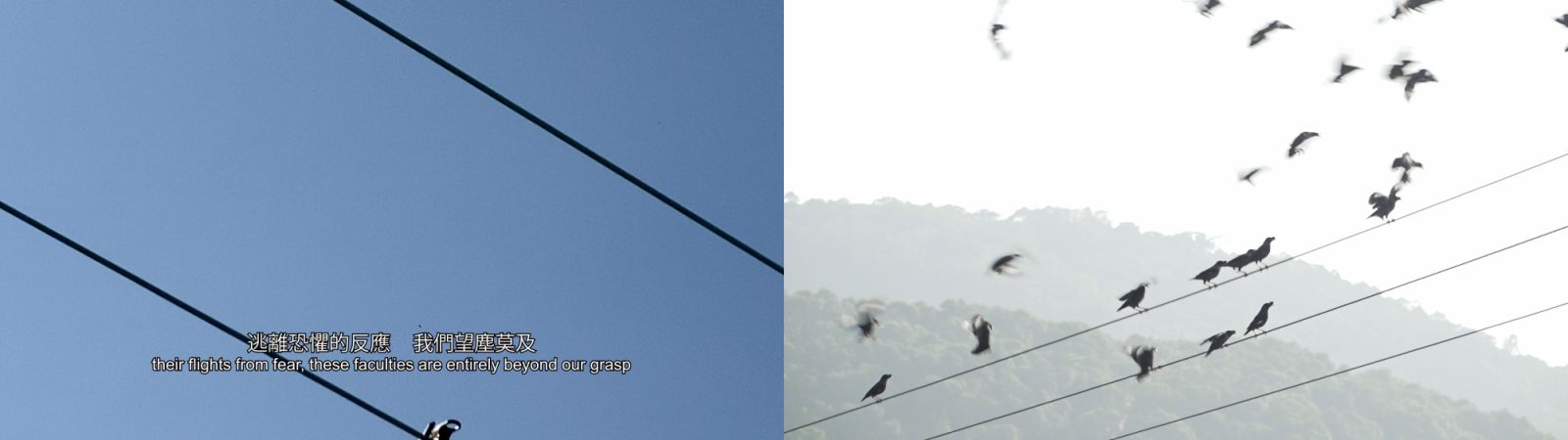 A still depicting bird migration from Lo's Voices from Nowhere (2018), (Photo: courtesy Hong Kong Arts Centre)