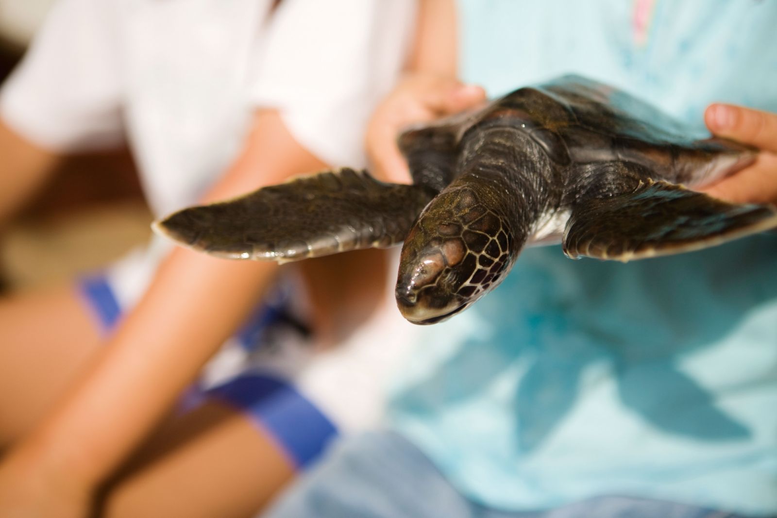 Turtles are one of the many marine life that is heavily dependent on coral reefs