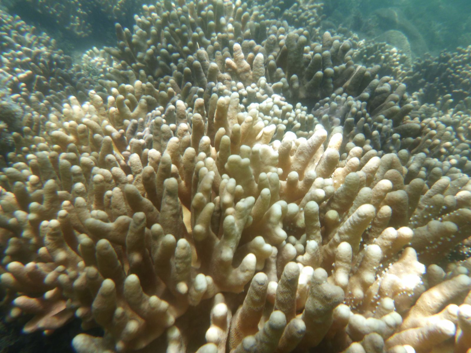 Bleached coral (Image: Nico Smit/Unsplash)