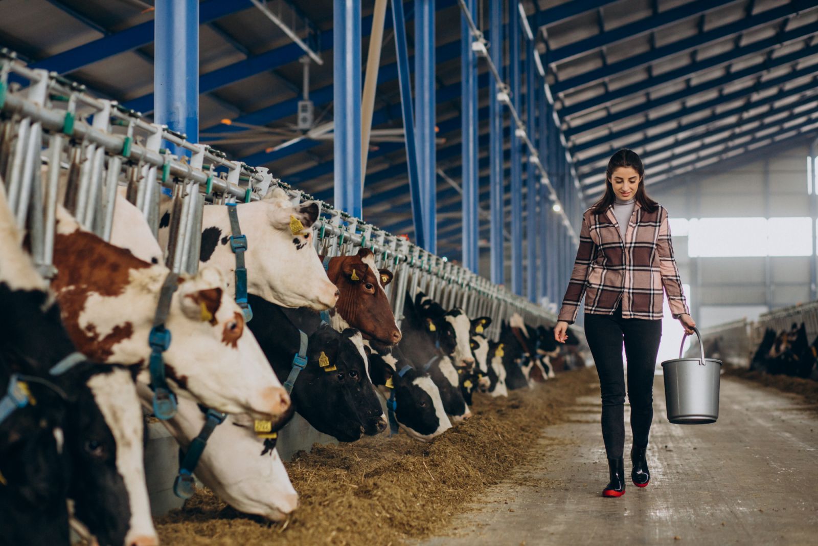 Young woman with bucket and at the cowshed feeding cows