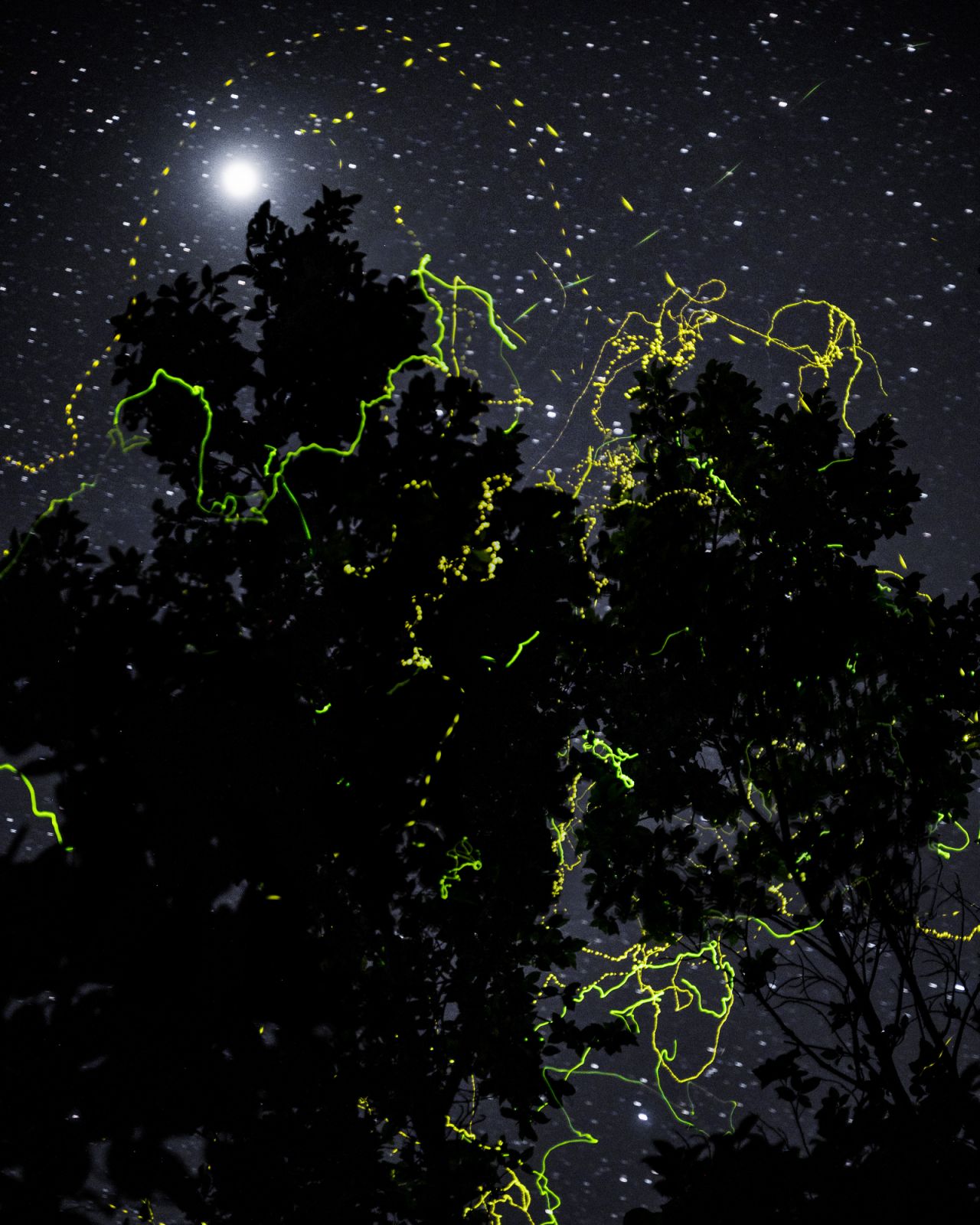 Fireflies (Photo: Gab Mejia)