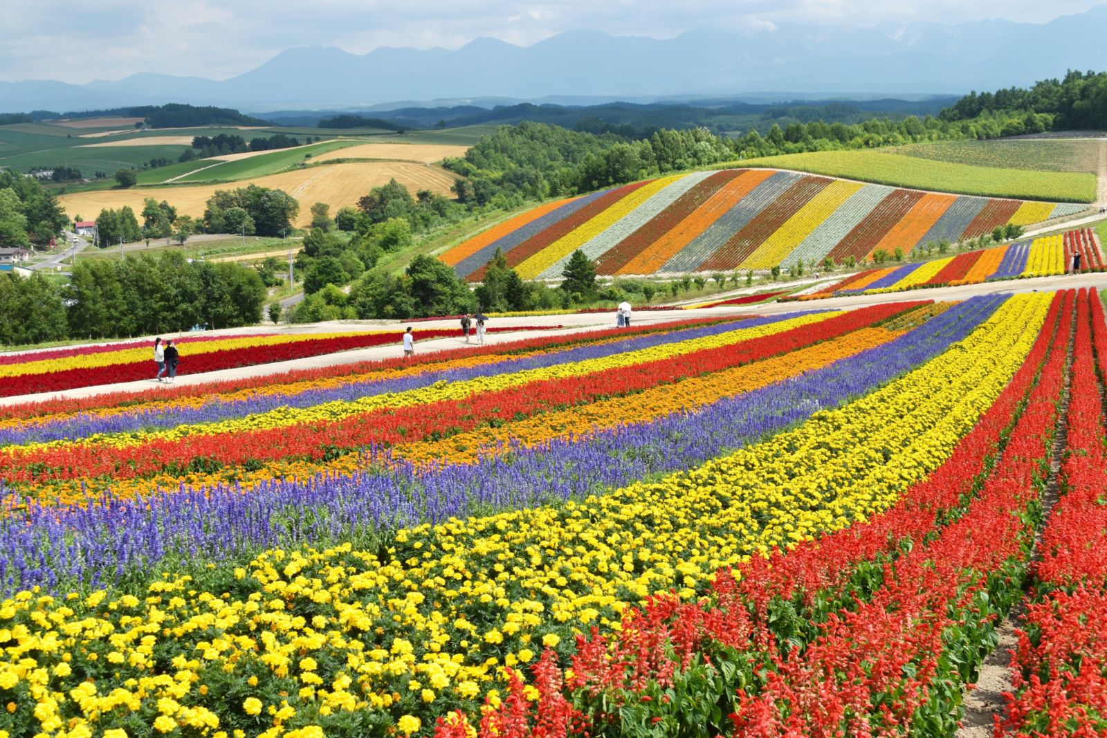 Flower Fields in Biei (Photo: Ken Shono/Unsplash.com)