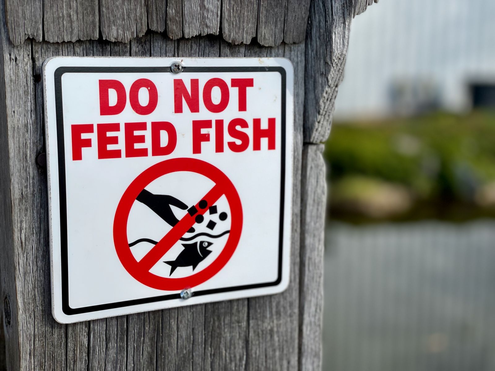 Don't feed the fish. (Image: Steve Dimatteo/Pexels)