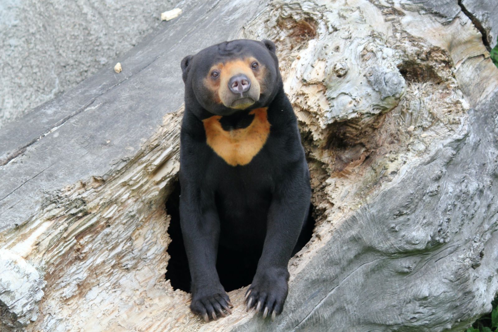Sunbears can be found in Sabah's Bornean Sun Bear Conservation Centre. (Image: Dusan Veverkolog/Unsplash)