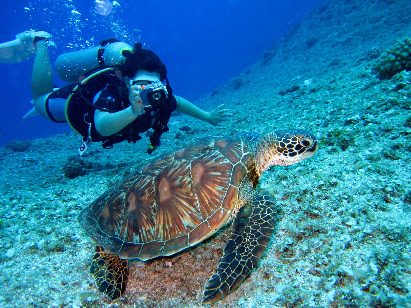 Scuba Diving (Photo by Richard Segal/Pexels.com)