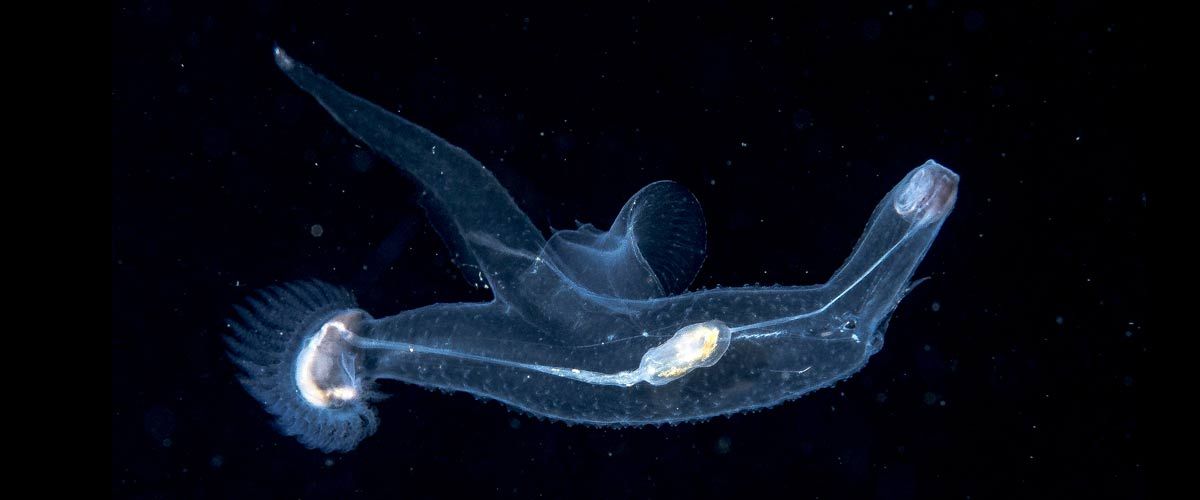 Pterotrachea coronata (Photo: Crystal Blue Resort)