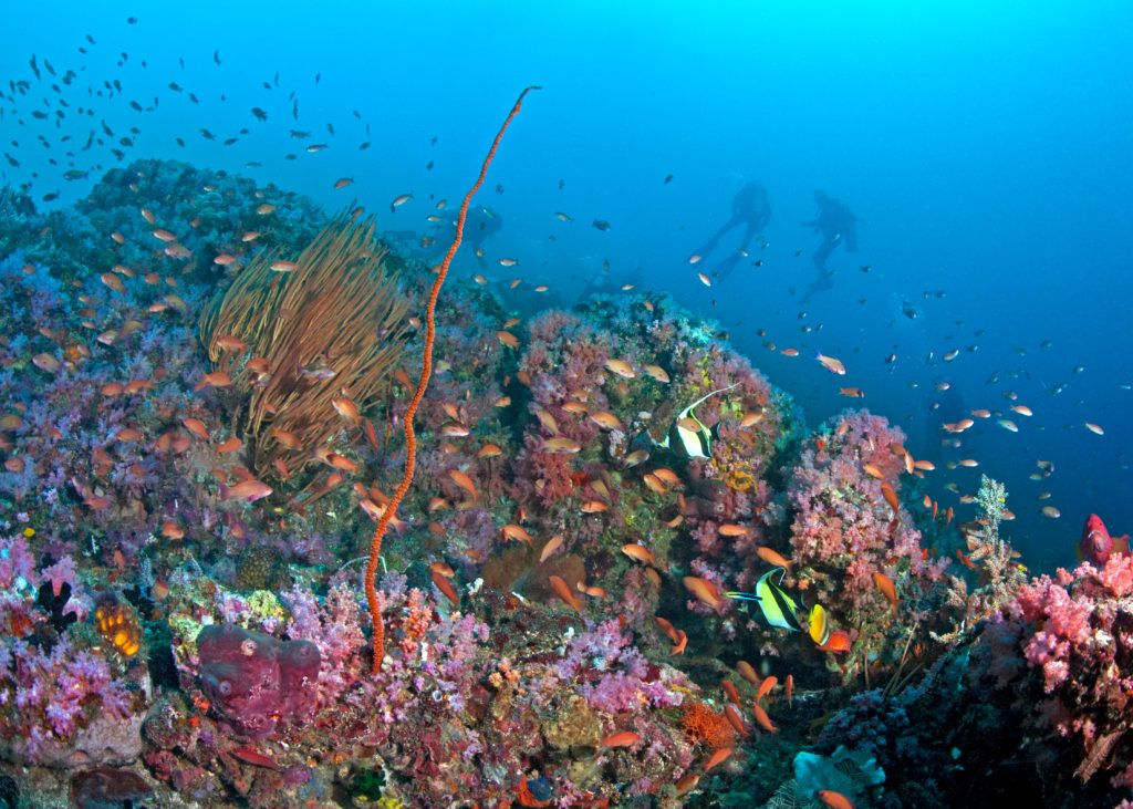 Puerto Galera Reefs (Photo: Puerto Galera Diving Squad)