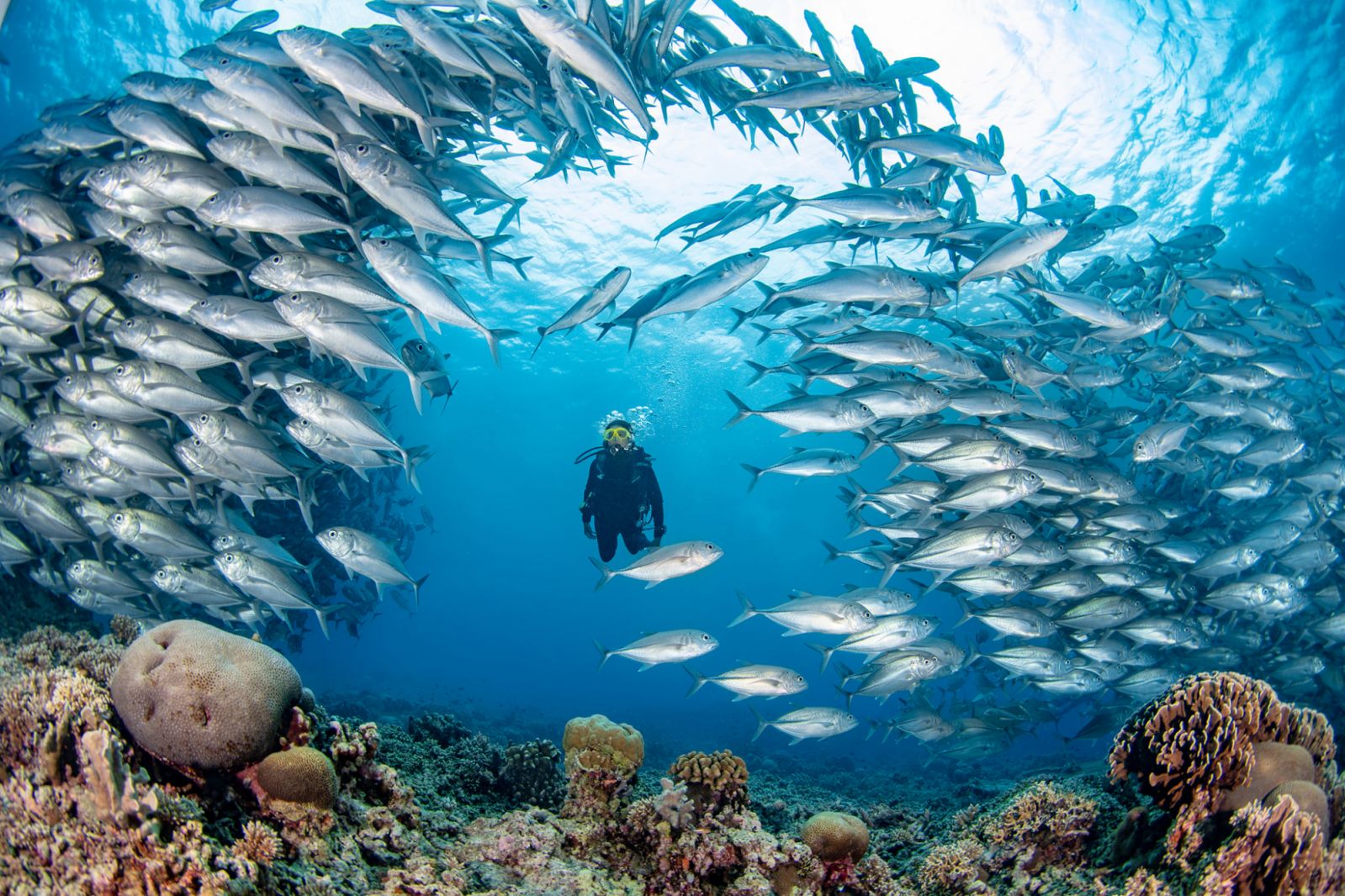 (Photo: Tubbataha Reefs Natural Park and World Heritage Site/Facebook.com)