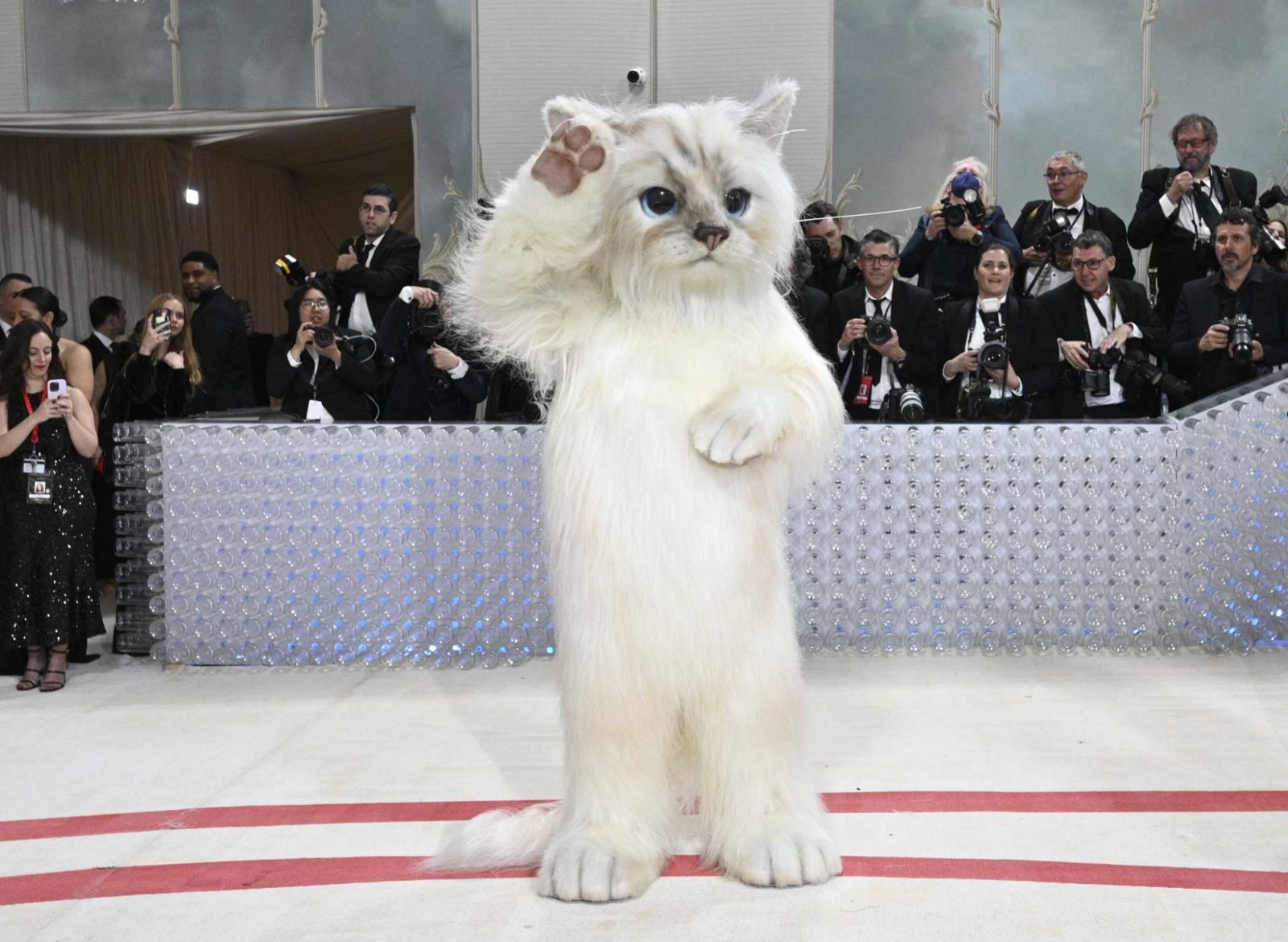 2023 Met Gala 紅毯那隻「貓」是誰?認識老佛爺卡爾愛貓 Choupette:身價破億、被譽為世上最幸福的貓